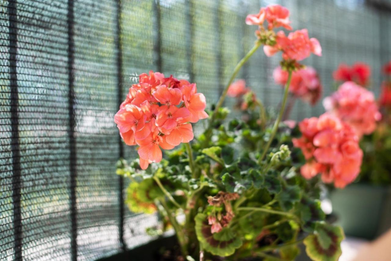 דירות רומא Garden House Vale מראה חיצוני תמונה